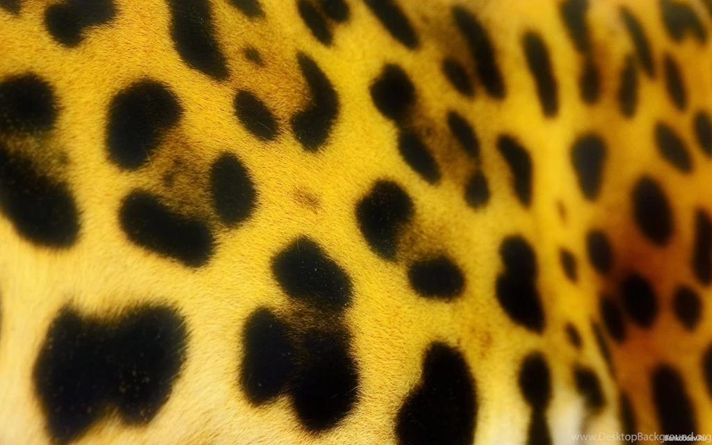 Tiger Skin Wallpapers   Wallpapers HD Fine