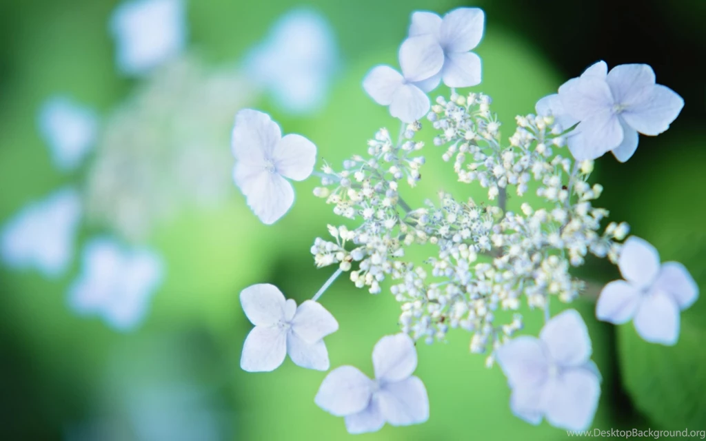 1920x1200px White Flower Wallpapers