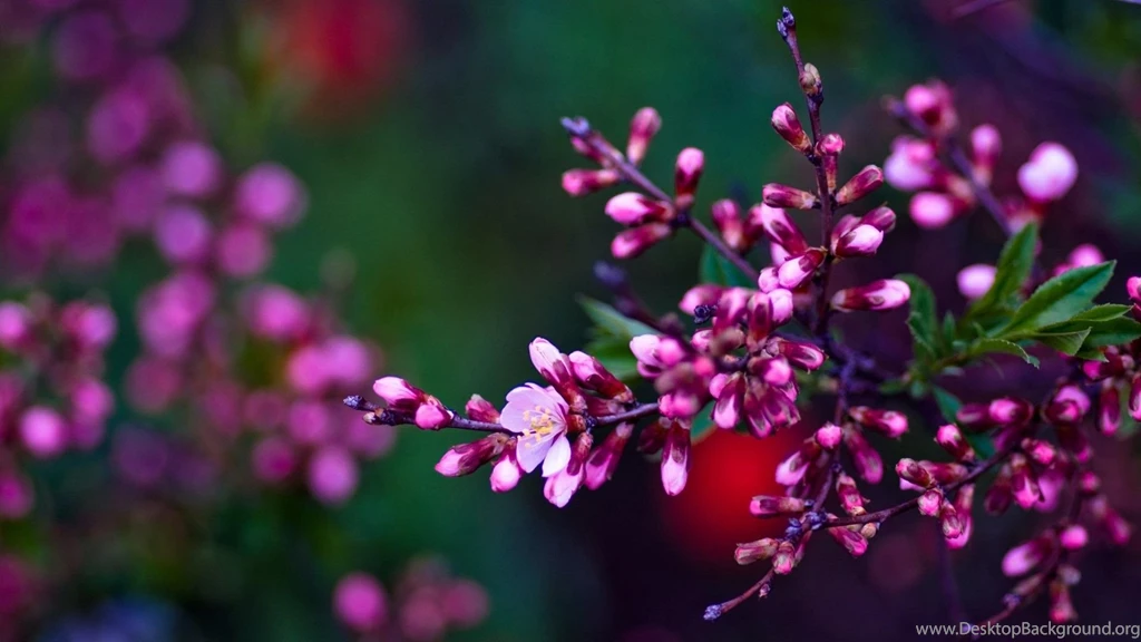Spring Flowers Wallpapers HD Pictures