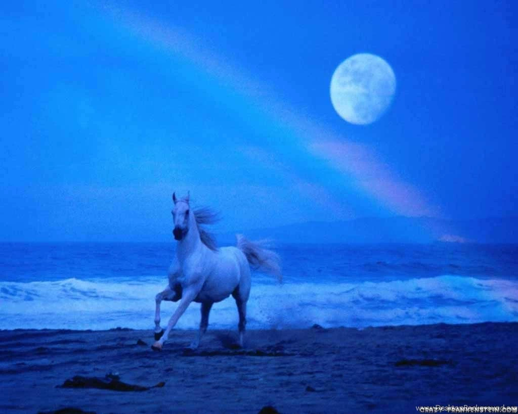 Horses Wallpapers   Crazy Frankenstein