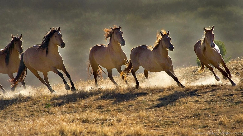 Desktop wallpapers free good lking wild horses.jpg
