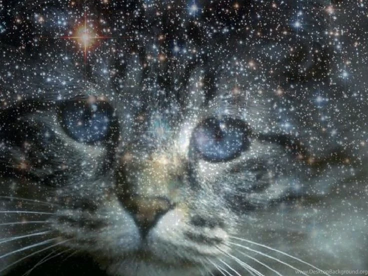 Space Cat Backgrounds