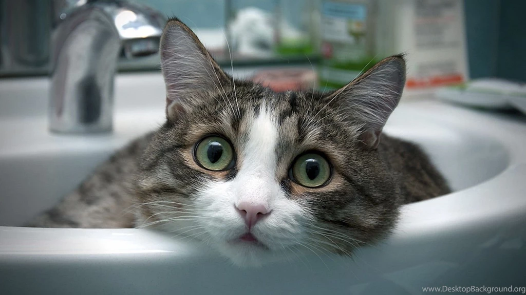 Cats Really Cat Desktop Backgrounds ~ Cats For HD 16:9 High ...