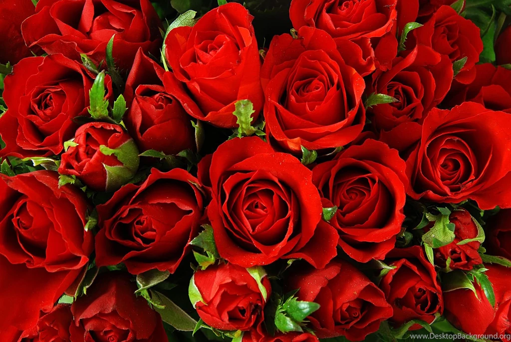Bigstock Red roses background–natural 25946009 Paid