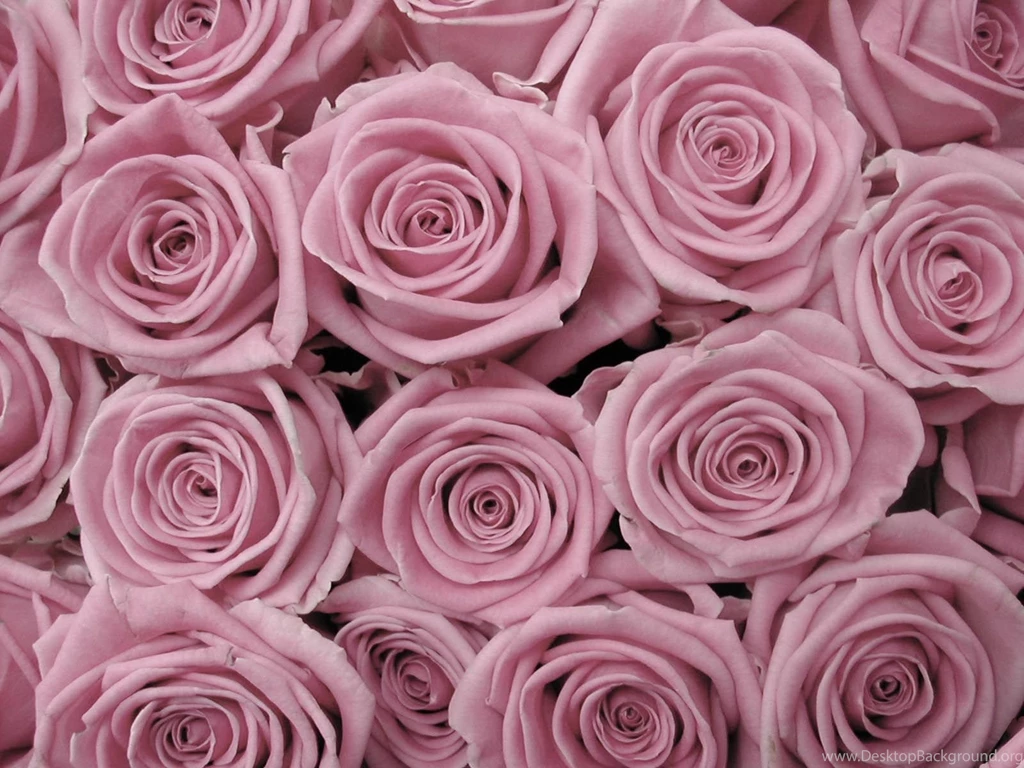 Rose Backgrounds Wallpapers