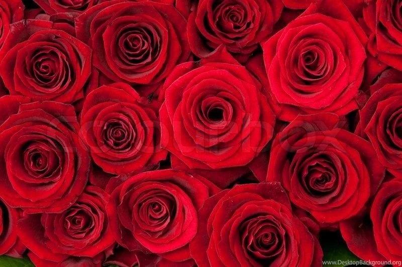Beautiful Red Roses, Backgrounds Texture