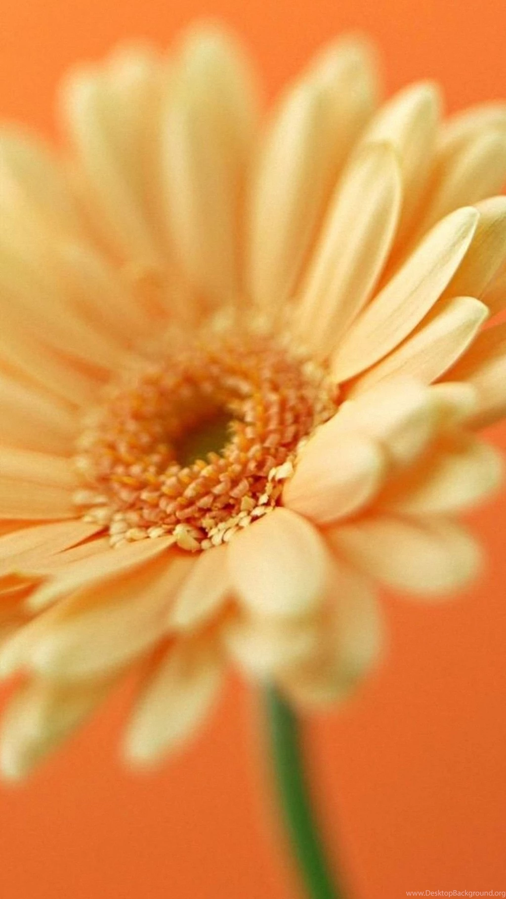 Flori Flower Samsung Galaxy S4 S5 Wallpapers HD 1080x1920