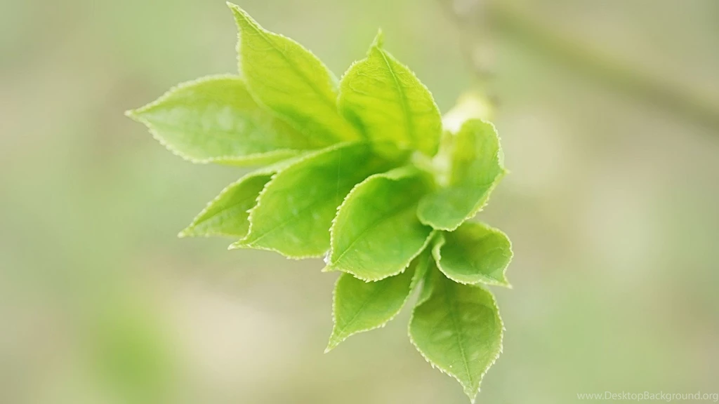 Download S4 Leaf Ultra HD For Android, S4 Leaf Ultra HD 1.0 Download