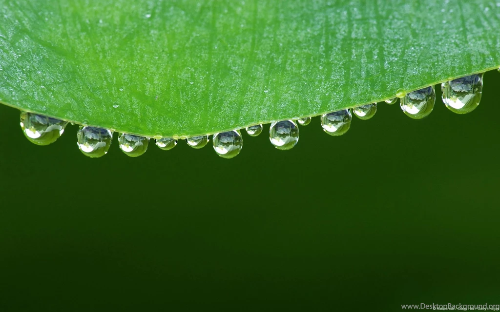 Droplets On A Leaf HQ Wallpapers 1920x1200