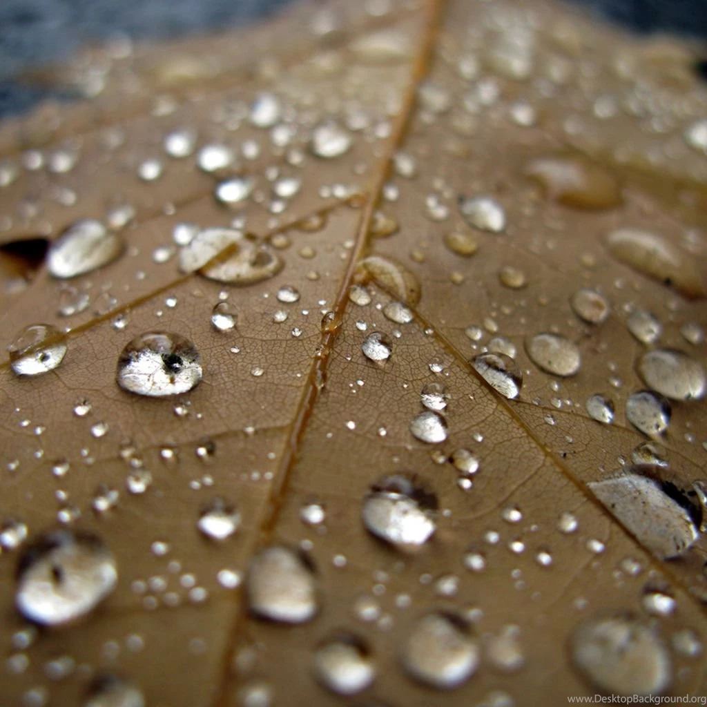 iPad Wallpaper: Leaf And Water Droplets