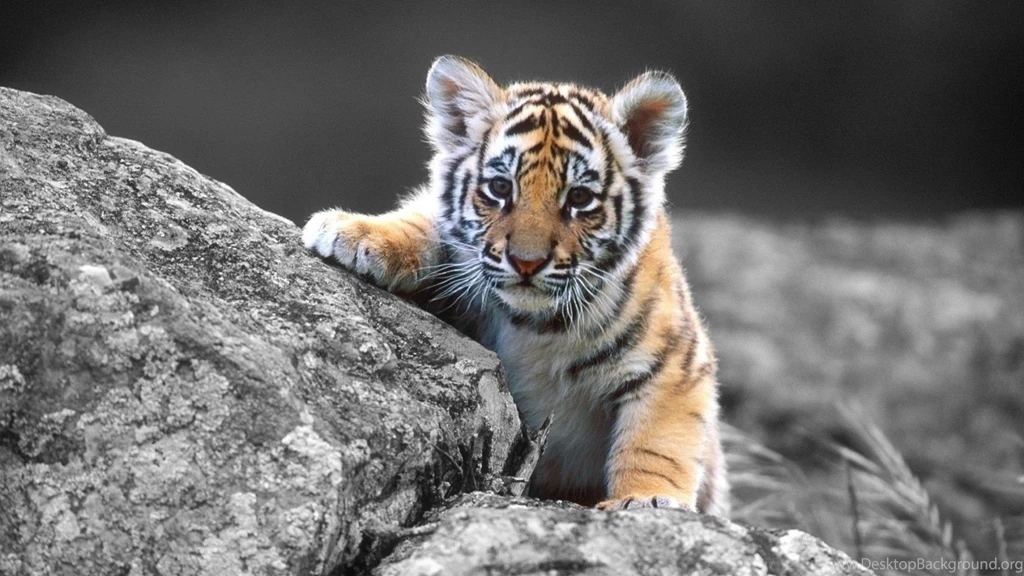 HQ Cute Animated Boy Tiger Wallpapers