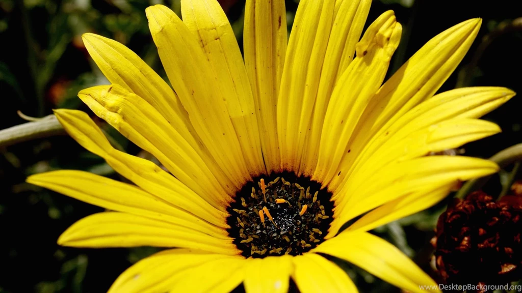 Free Yellow Gazania Computer And Smartphone Wallpapers For June ...