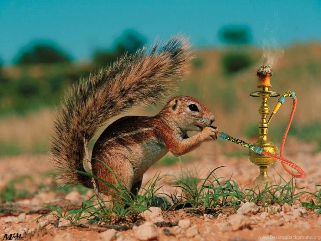 Funny Animal Wallpapers Computer Desktop