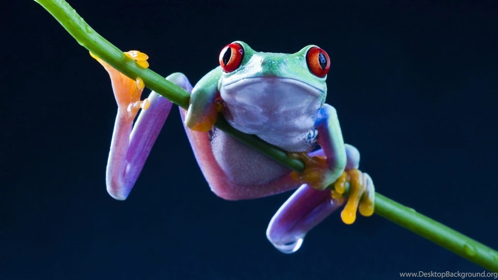 Wallpapers Funny Frog 1920 X 1080 Full Hd 1920 X 1080 Full Hd ...