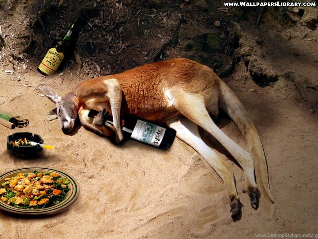 Download Funny Kangaroo Wallpapers 1024x768