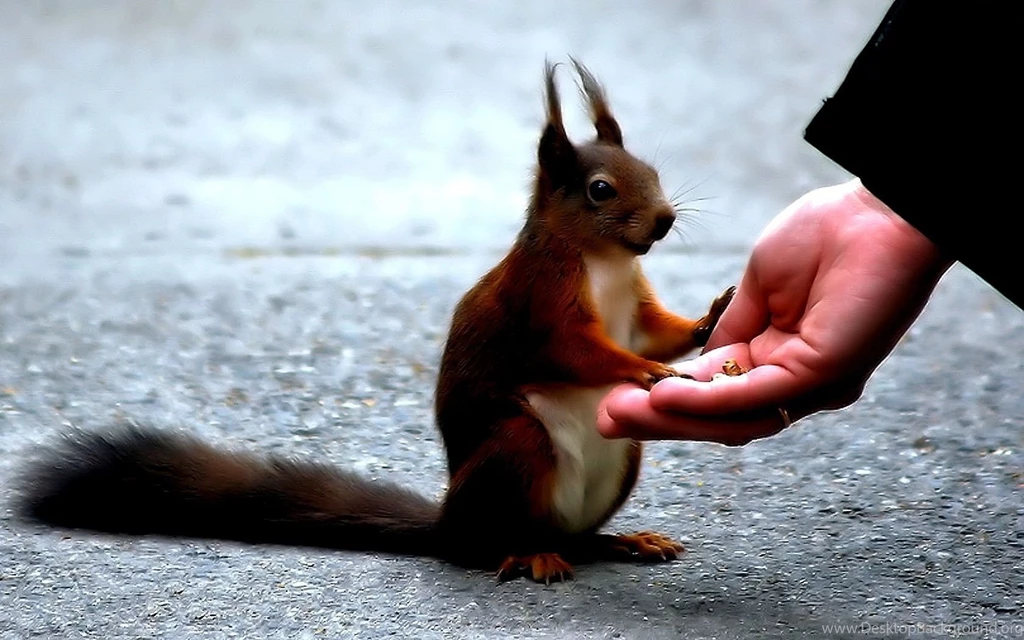 Squirrels Thank Hand Squirrel Scenery Funny 5423 Full Hd Animal ...
