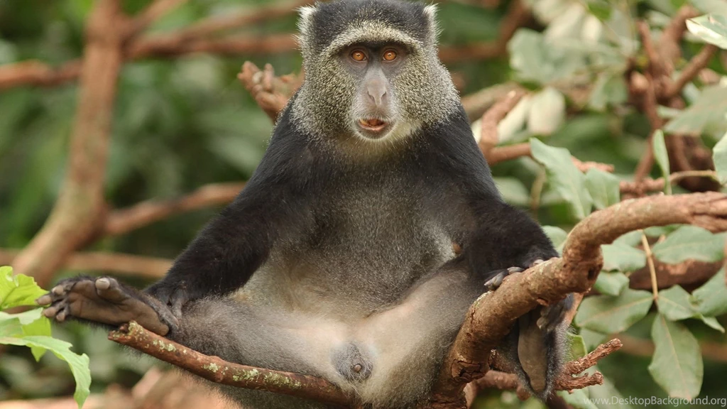 Download Wallpapers 1920x1080 Africa, Monkey, Tree, Sitting, Funny ...