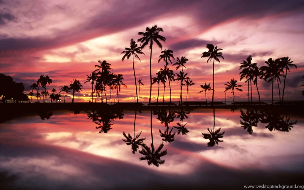 Palm Tree Pink Sunset Wallpaper Cool Wallpapers 7ual Com Download Jpg Desktop Background