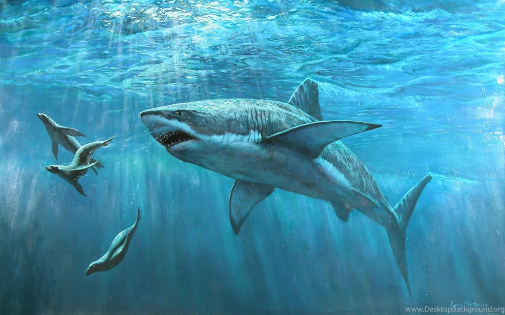 Shark HD Wallpapers