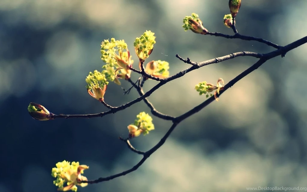 Blossom Twig 2 Mac Wallpapers Download