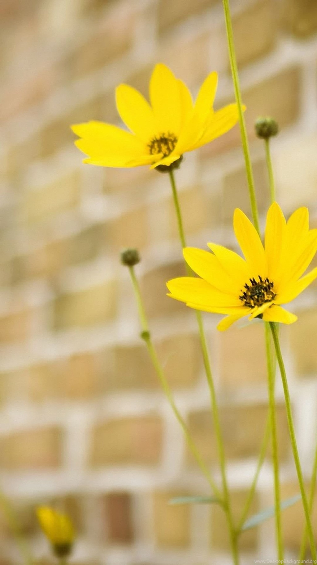 Pretty Little Flowers Mobile Phone Wallpapers HD 1080x1920