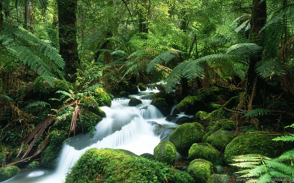 Rainforest Desktop Wallpapers   HD Wallpaper Backgrounds Of Your ...