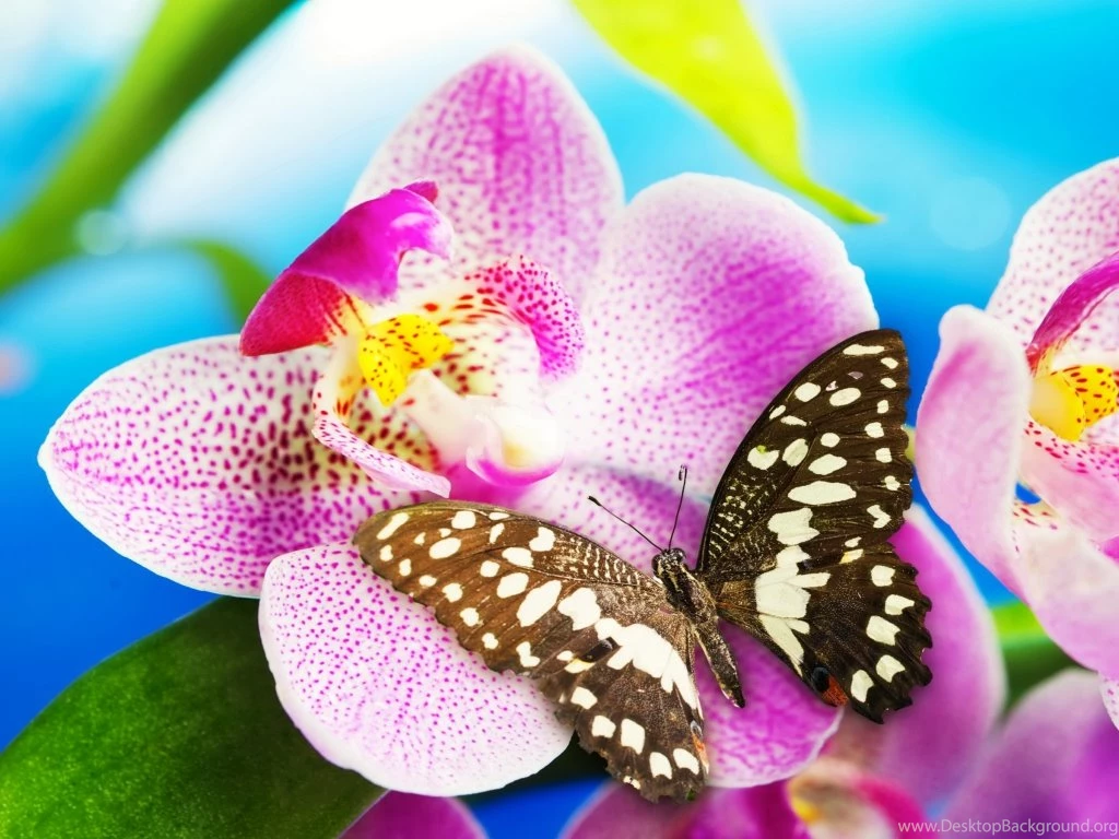 Butterfly Wallpapers Yorkshire_rose Wallpapers (32242309) Fanpop