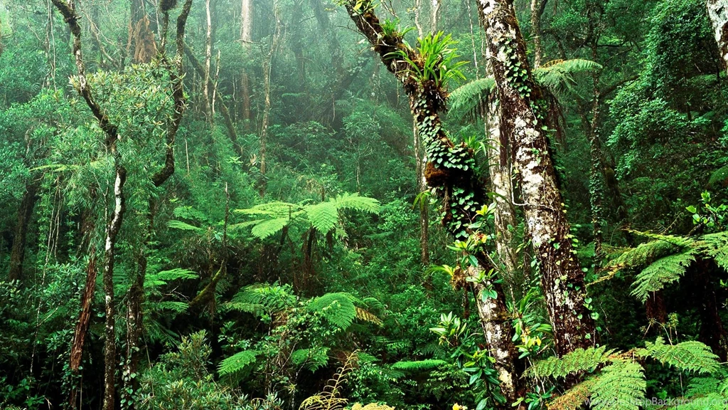 Wallpapers Nature Waterfall Photos Of Free Wildlife Wallpapers ...