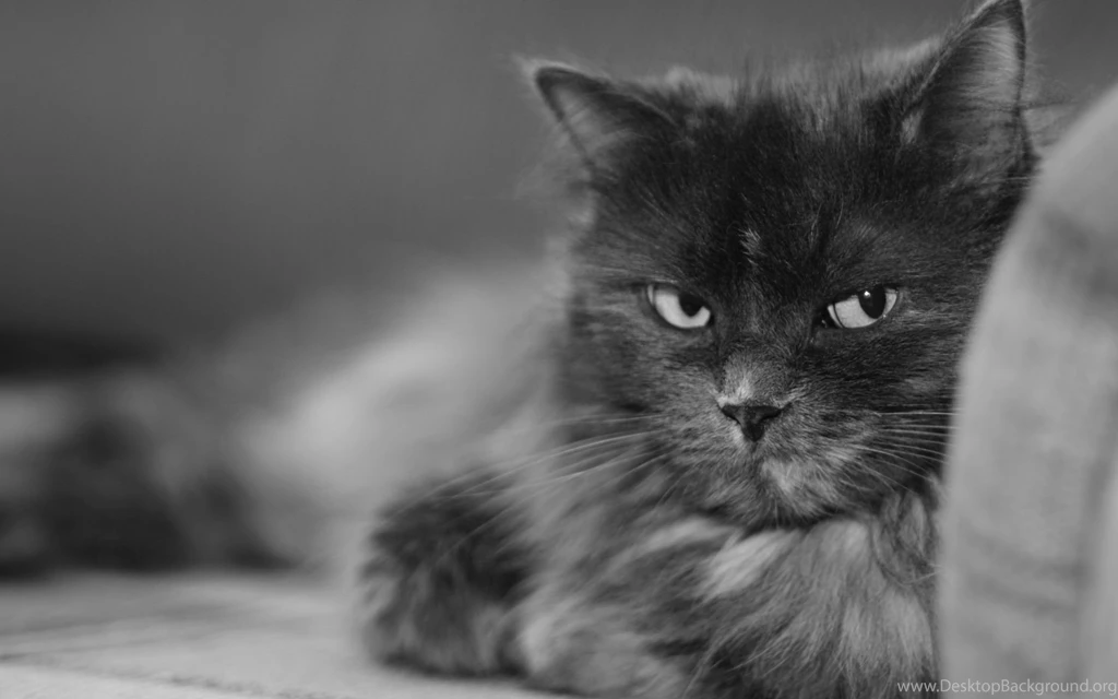Cat Nasty Look Wallpapers