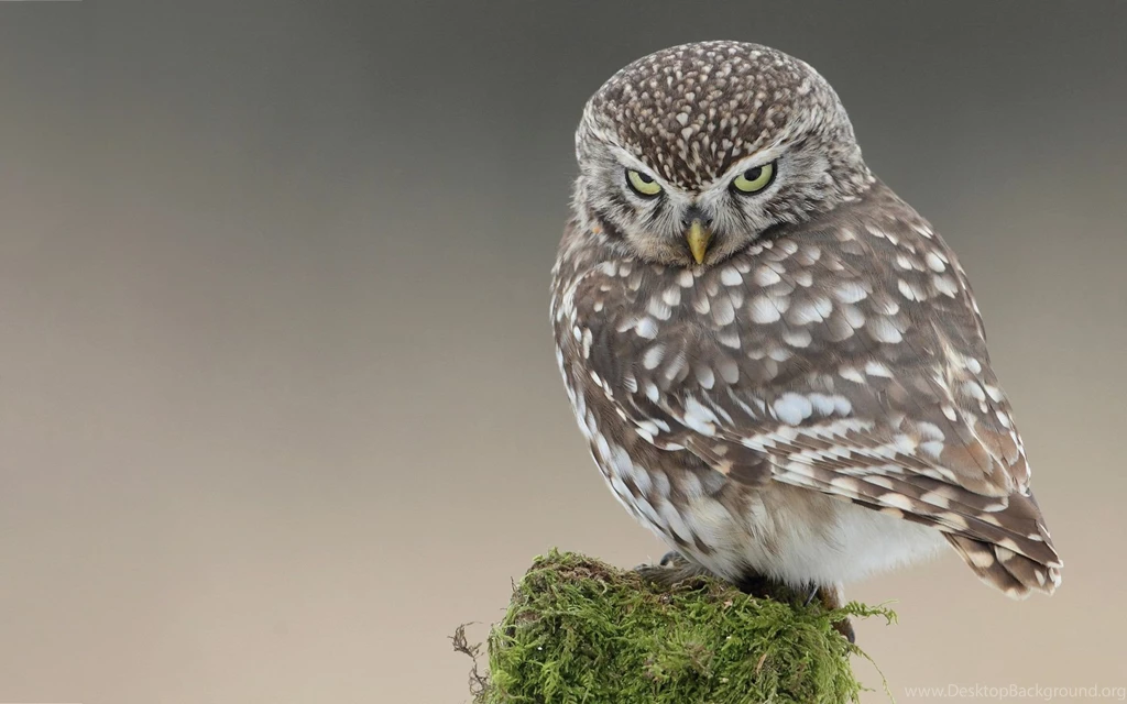 Owl Nasty Look Wallpapers