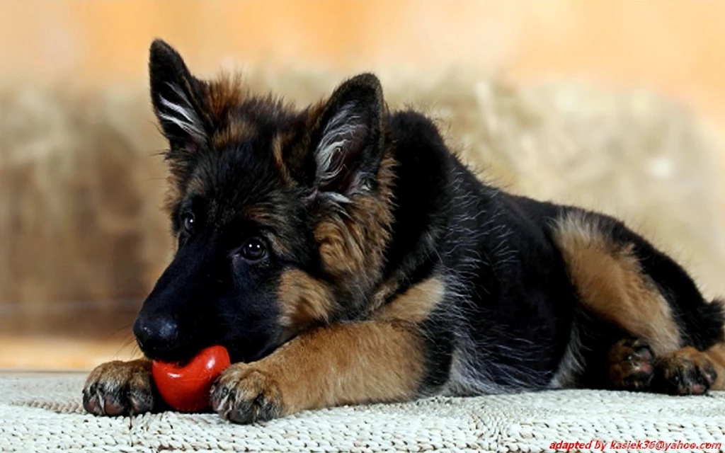 German Shepherd Wallpapers Wallpapers Cave