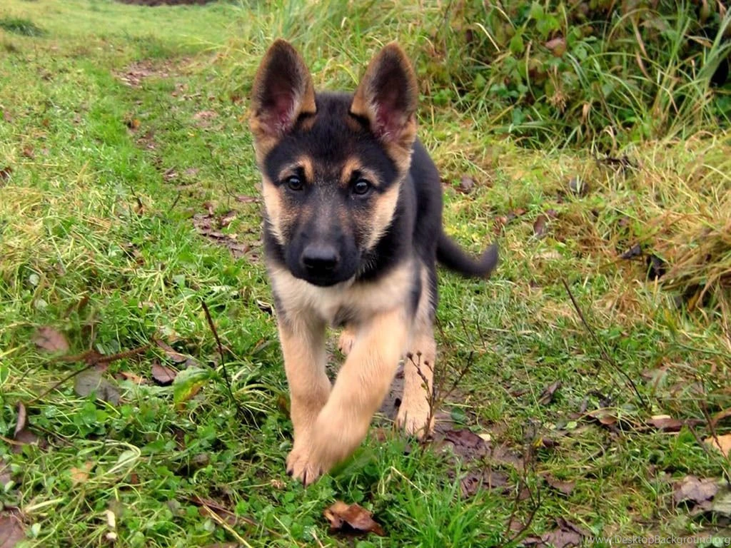 German Shepherd Puppy Desktop Wallpapers And Images