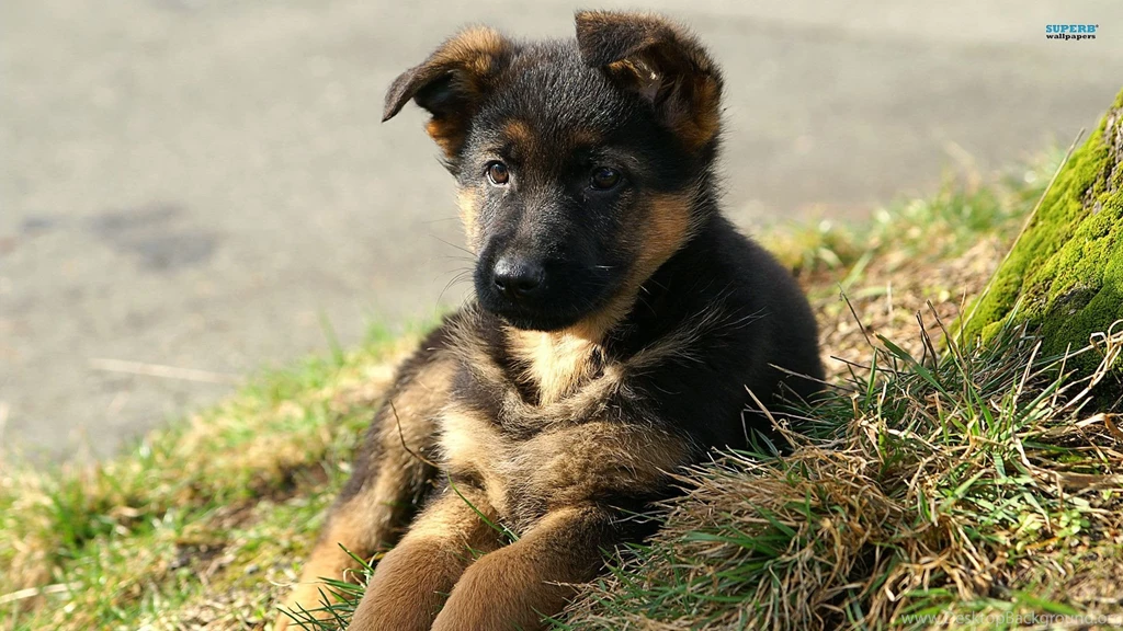 German Shepherd Wallpapers Wallpapers Cave