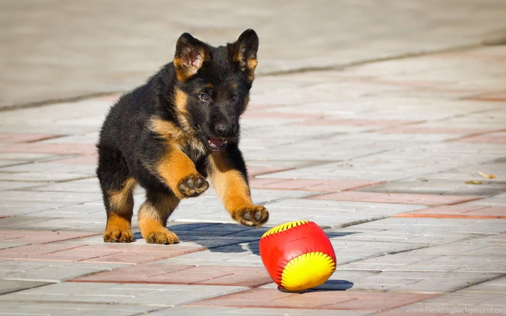 German Shepherd A Ball A Puppy Wallpapers