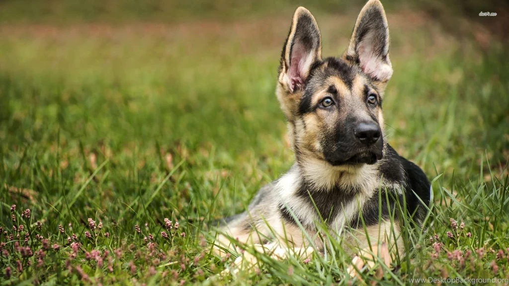 German Shepherd Puppy Wallpapers Animal Wallpapers