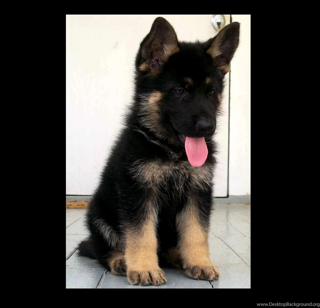 German shepherd puppy