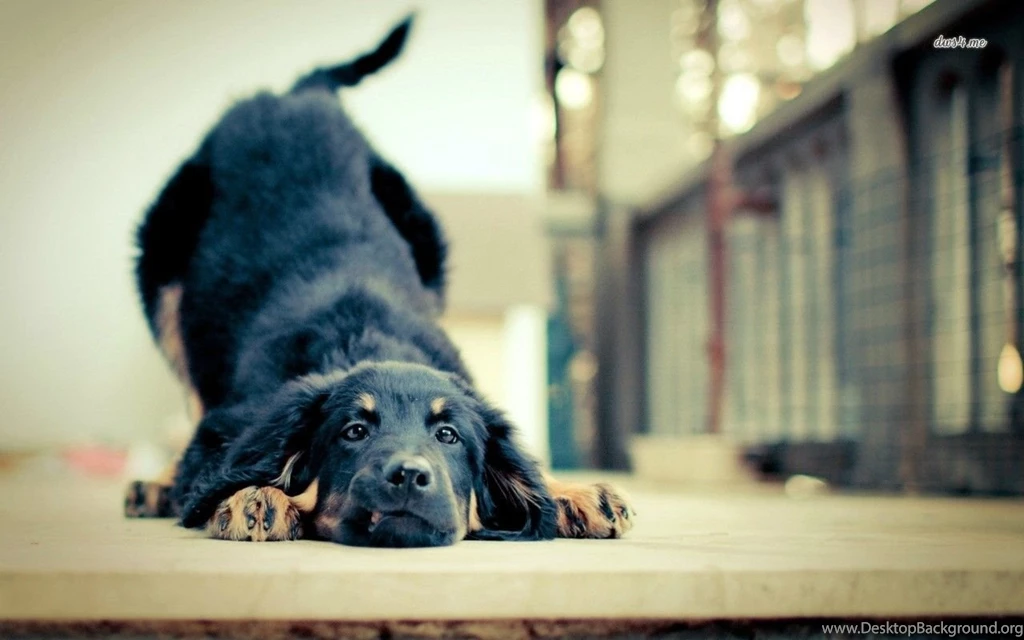 German Shepherd Puppy Wallpapers   Animal Wallpapers