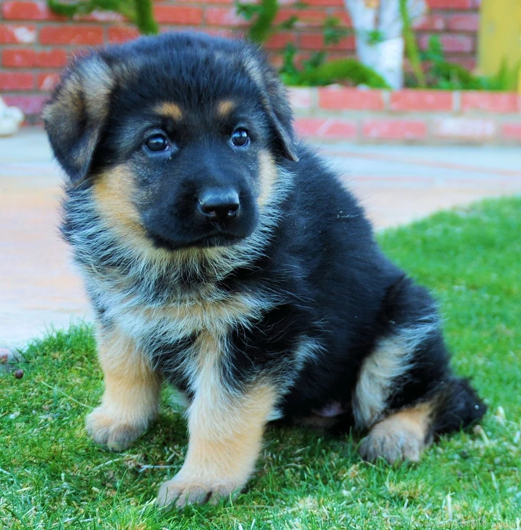Cute German Shepherd Puppies Images