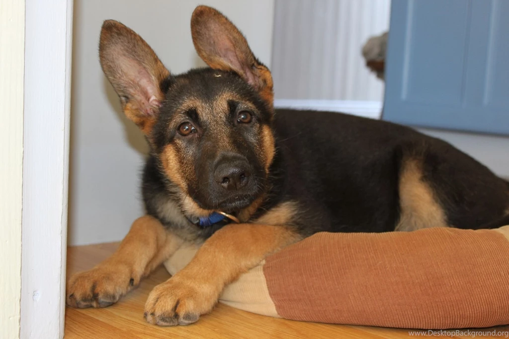 Puppy German Shepherd Wallpapers And Images   Wallpapers, Pictures ...
