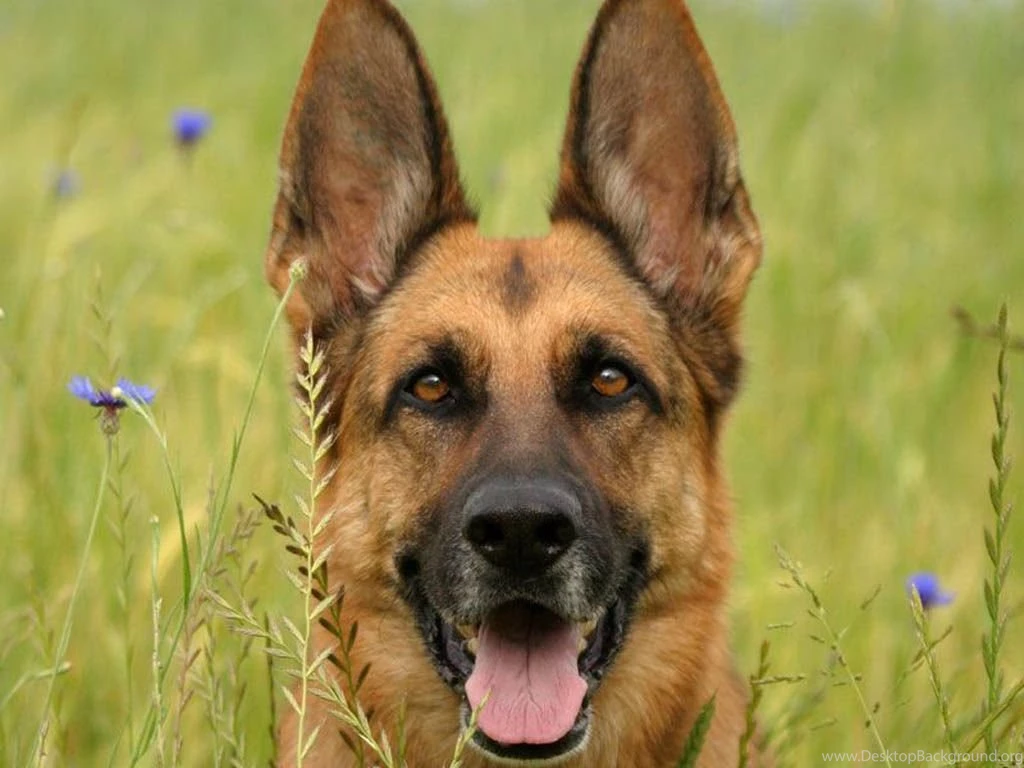 German Shepherd Puppies Wallpapers Hd 23 Desktop Wallpapers ...