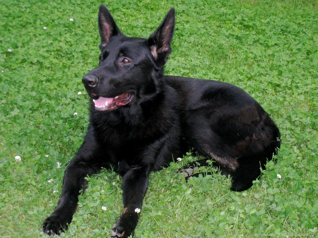 Images For German Shepherd Puppies Wallpapers