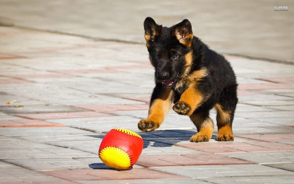 German Shephard Puppy Wallpapers Animal Wallpapers