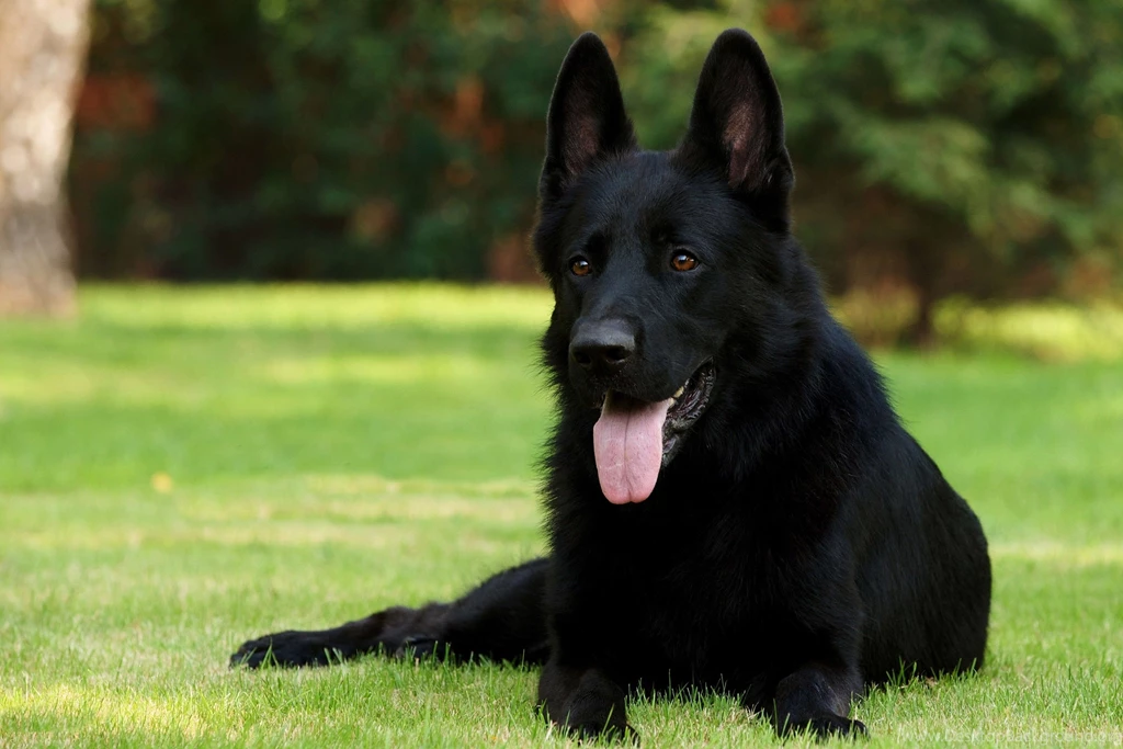 Black, German, Shepherd, Puppy, New, Desktop, Wallpapers, Free ...