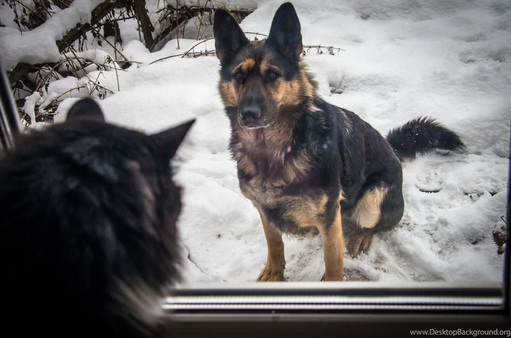 Dinosaurs: German Shepherd Cat Dog Cute Puppys Sweet Animal Dogs ...