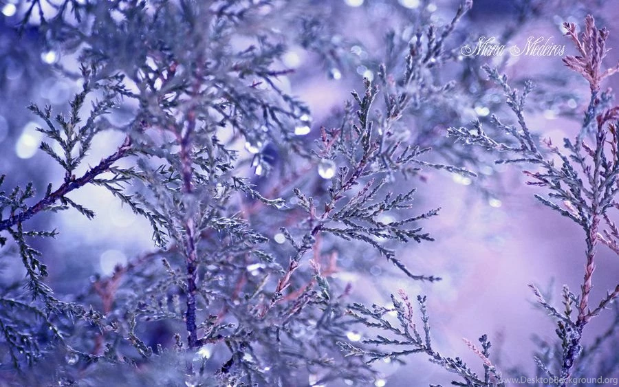 Lavender Winds Wallpapers By ClarabellafaireStock On DeviantArt