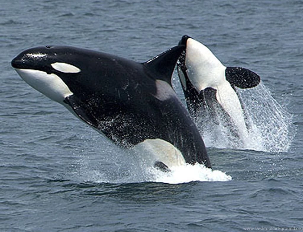 Two Orca Play Together Wallpapers High Resoluti