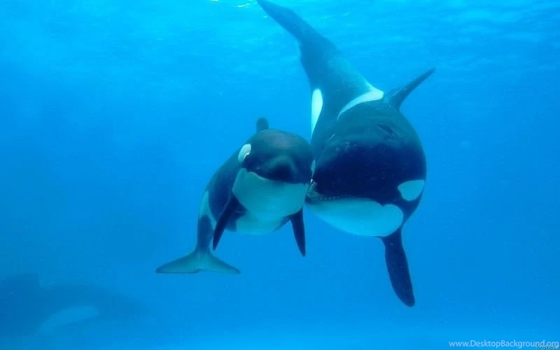 Orcas Wallpapers Free Desktop Backgrounds And Wallpapers