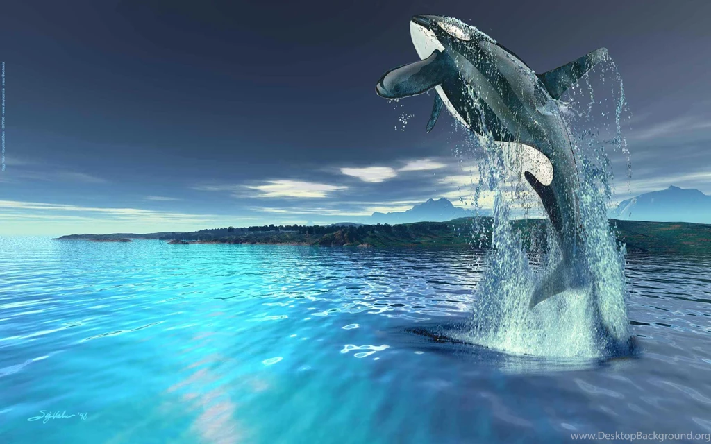 Orca Whale Wallpapers Wallpapers Cave