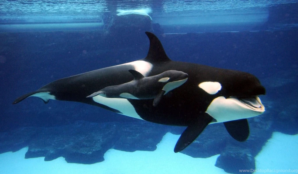 Wild Orca Wallpapers   Wallpaper.