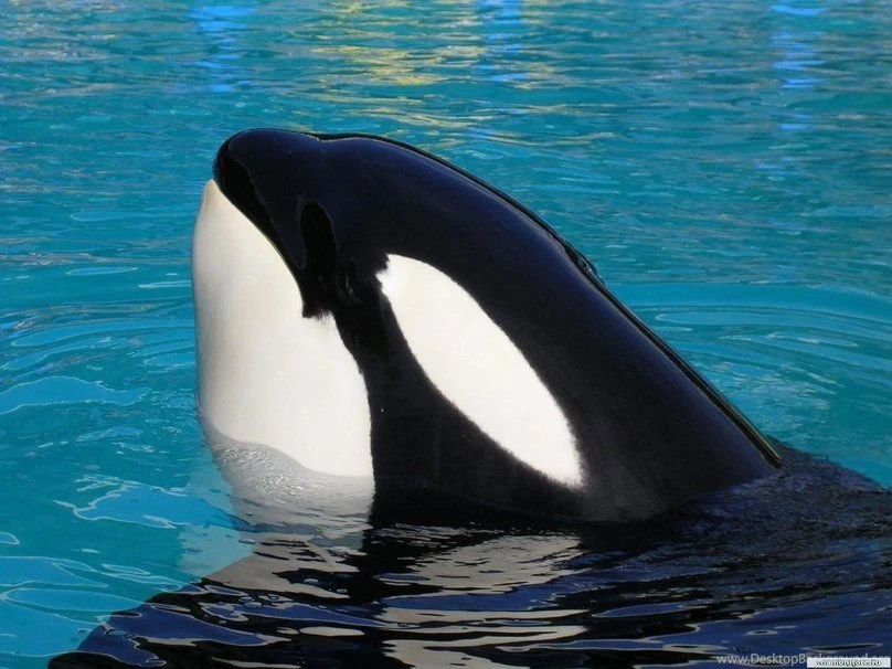Wild Orca Wallpapers Wallpaper.